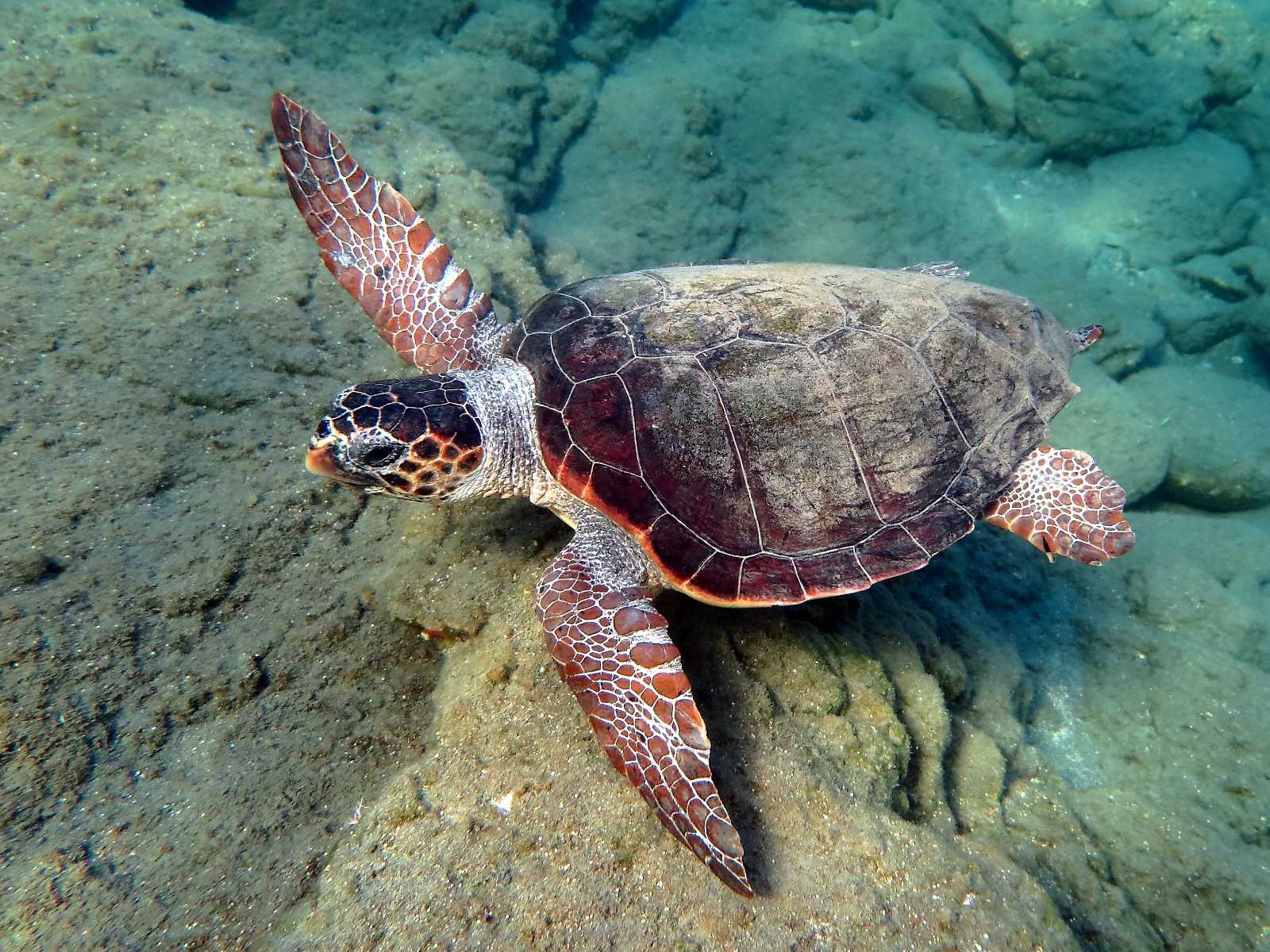 Caretta caretta (Linnaeus, 1758)